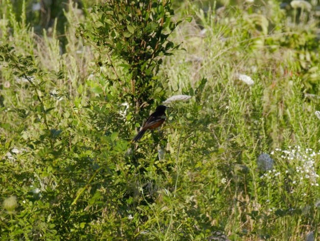 Orchard Oriole - ML170090171