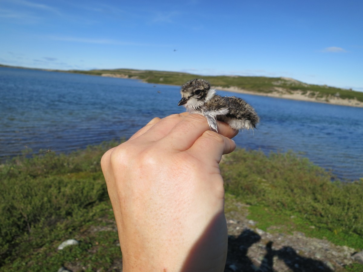 Semipalmated Plover - ML170090501