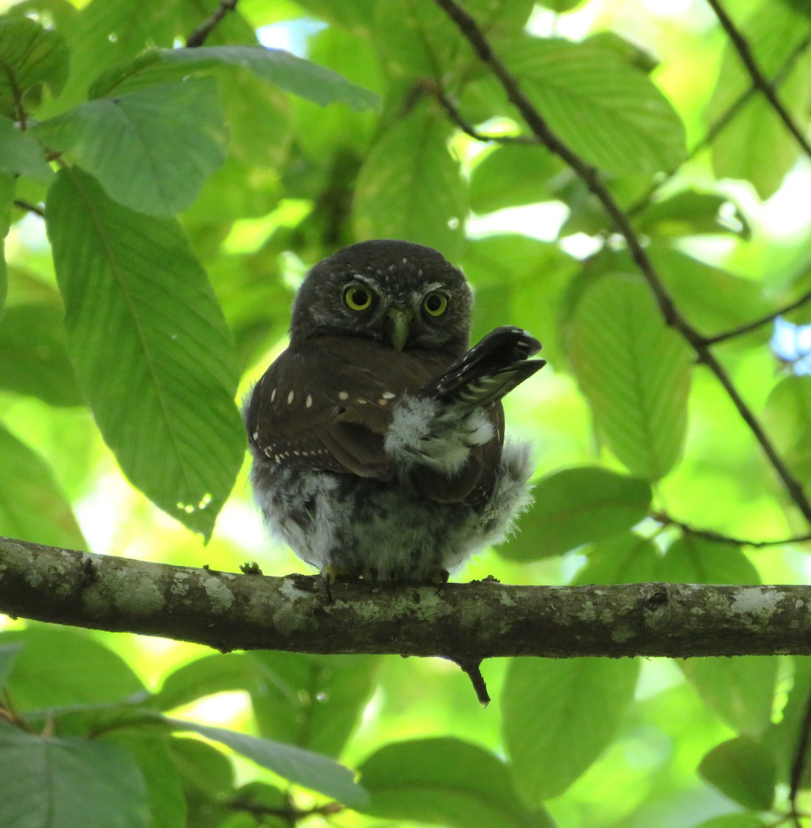 Northern Pygmy-Owl - ML170092361