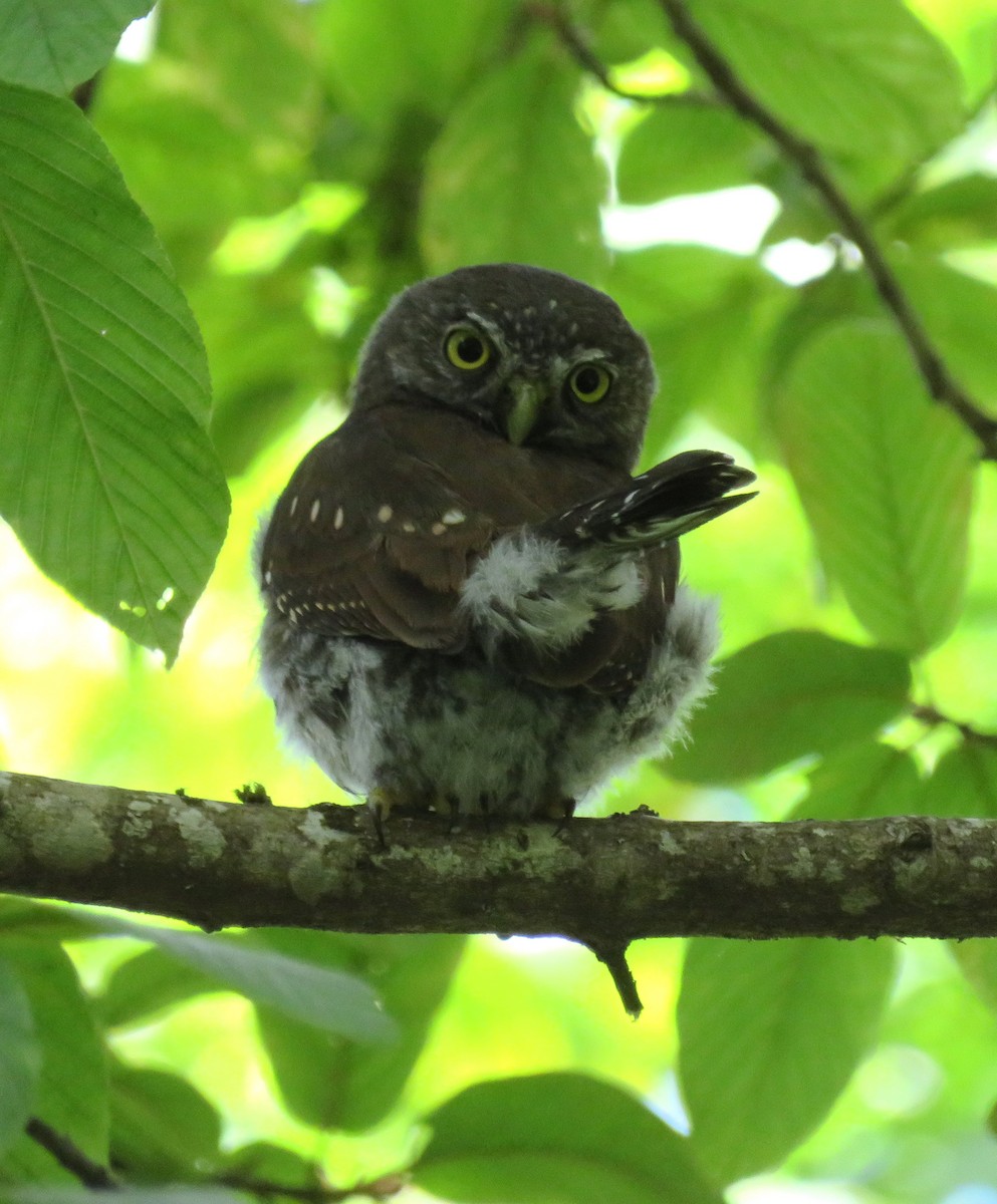 Northern Pygmy-Owl - ML170092381