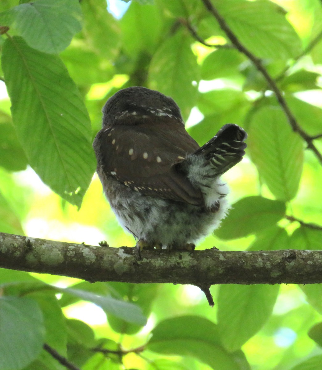 Northern Pygmy-Owl - ML170092401