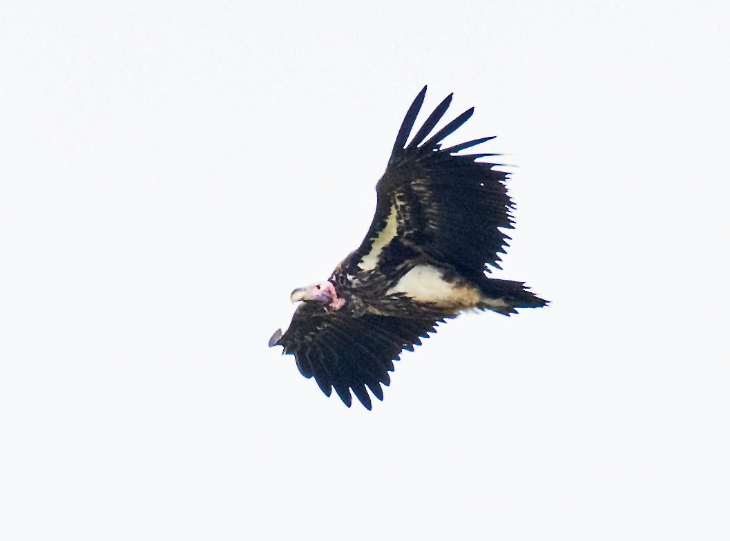 Lappet-faced Vulture - ML170099161