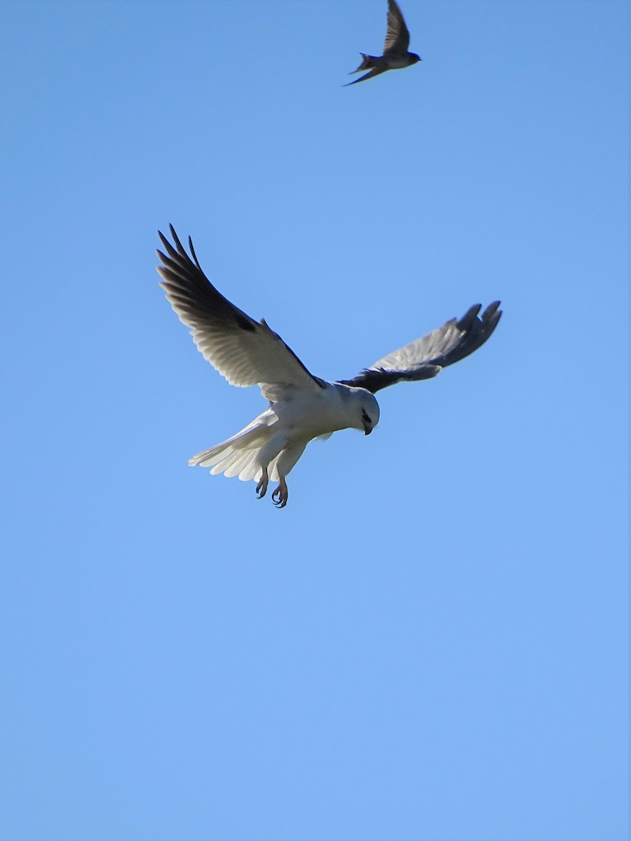Black-shouldered Kite - ML170099601