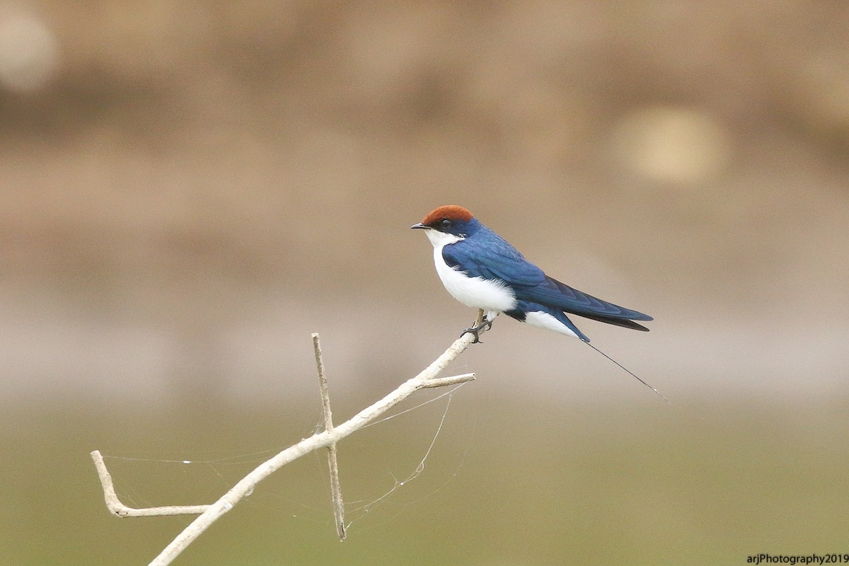 Wire-tailed Swallow - ML170099811