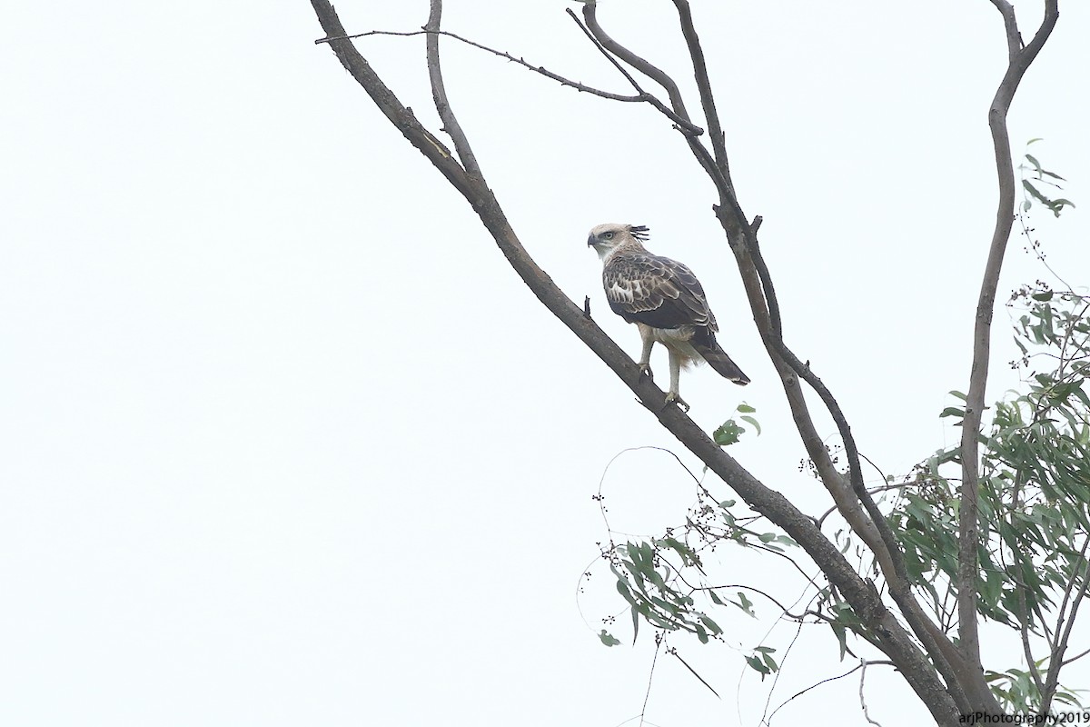 Changeable Hawk-Eagle (Crested) - ML170099901