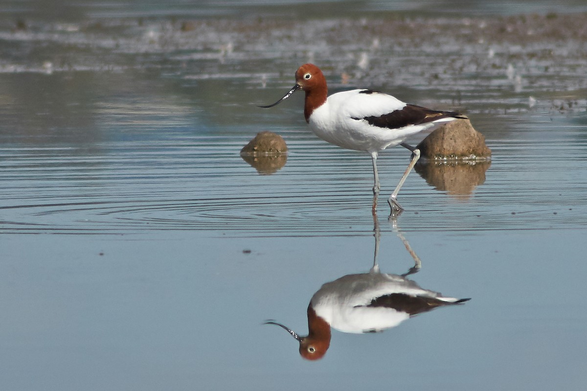 Red-necked Avocet - Sara Young