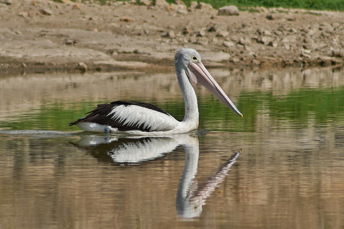 pelikán australský - ML170101381
