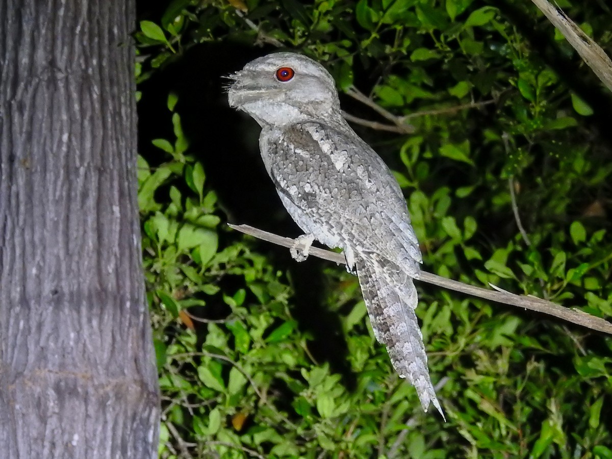 Papuan Frogmouth - Heidi Ware Carlisle