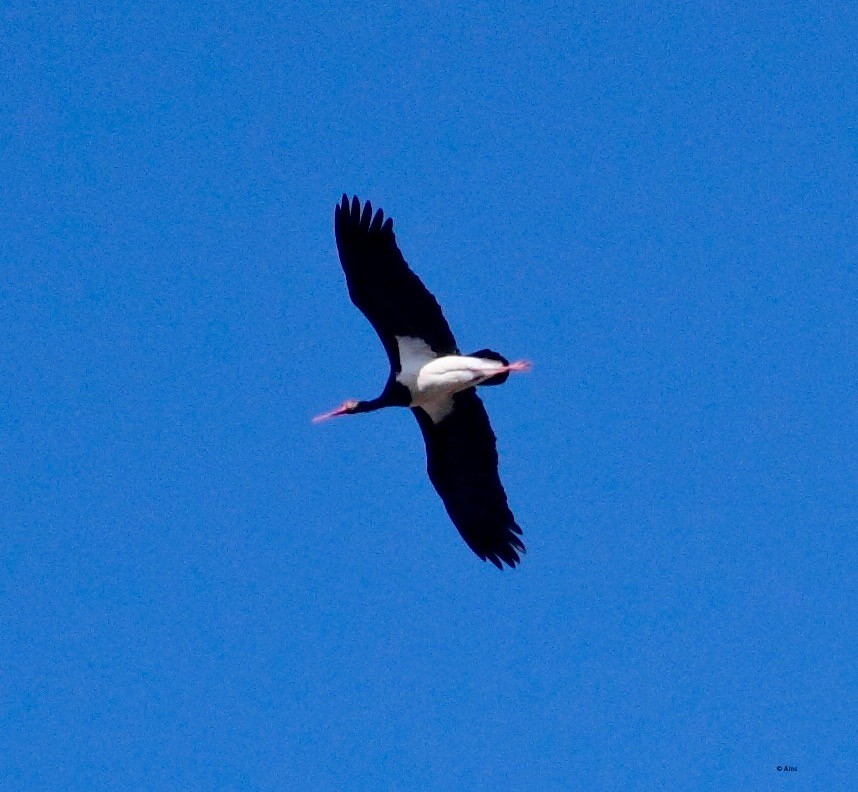 Black Stork - ML170103191