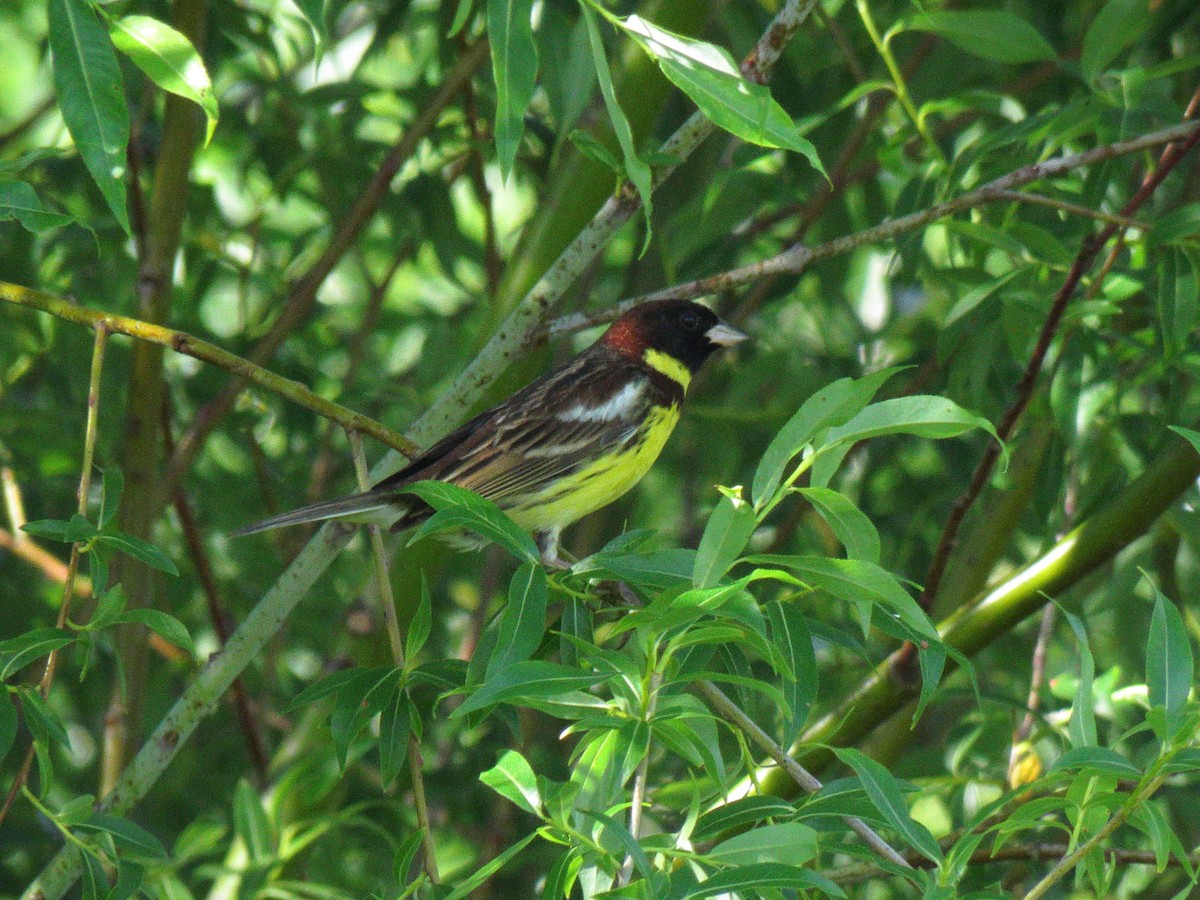 Yellow-breasted Bunting - ML170104061
