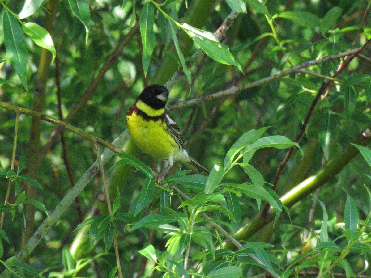 Yellow-breasted Bunting - ML170104071