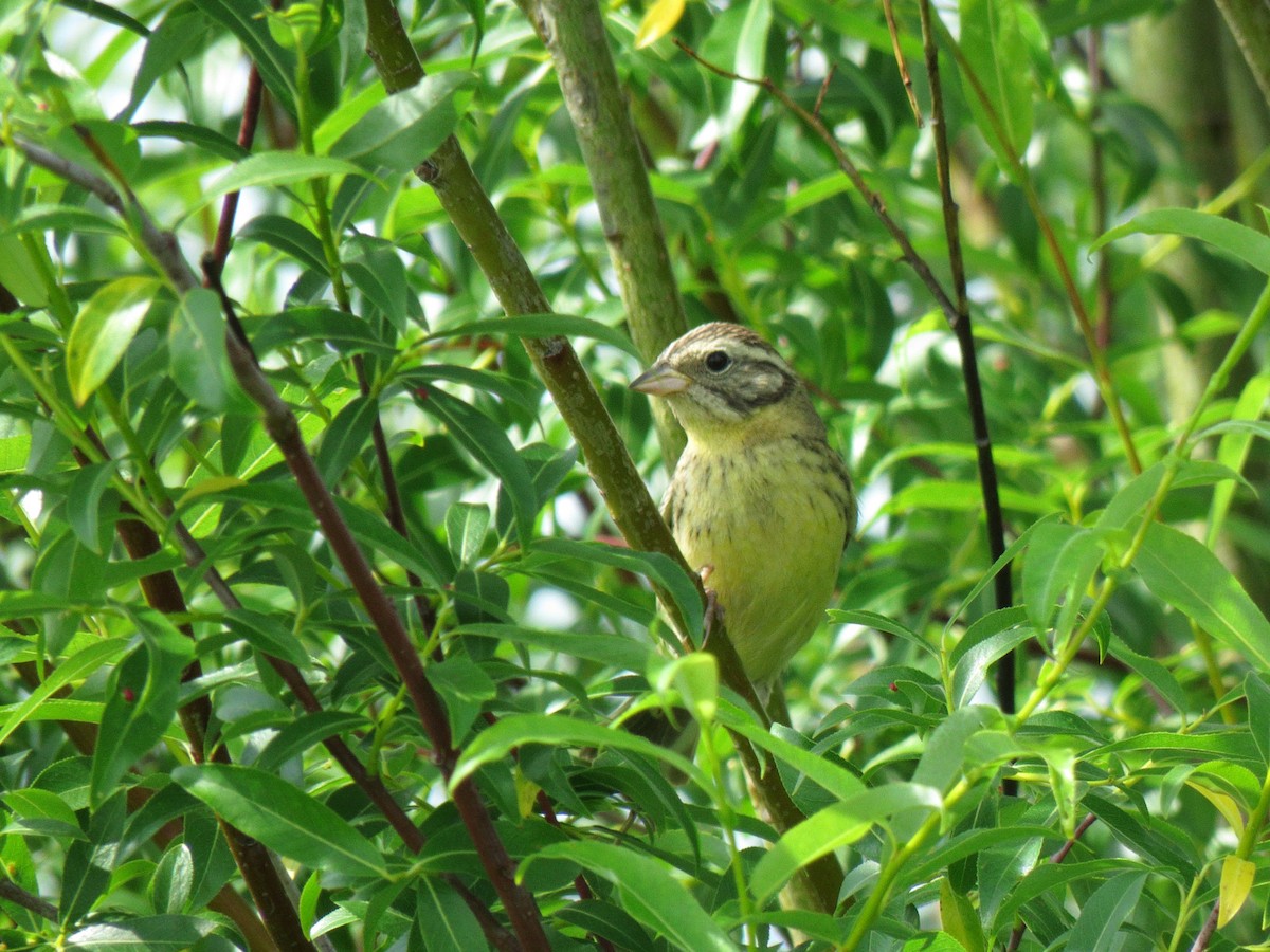 Yellow-breasted Bunting - ML170104281