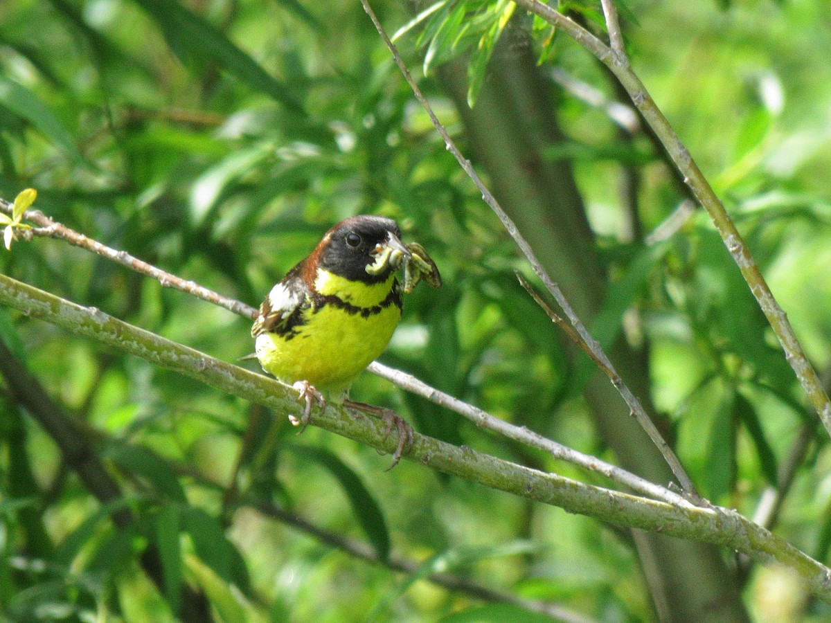 Yellow-breasted Bunting - ML170104291