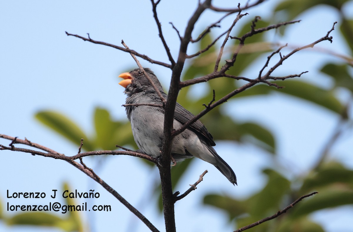 Gray Seedeater - ML170105871