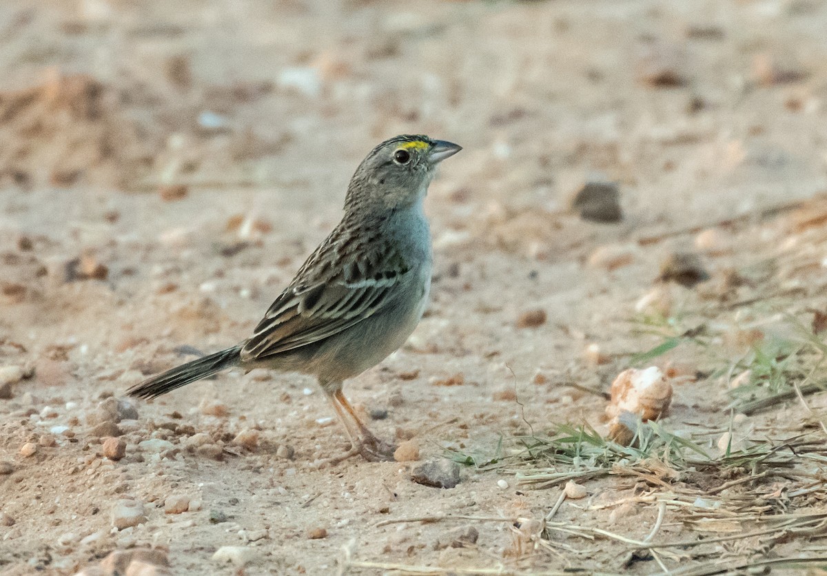 Grassland Sparrow - ML170112291