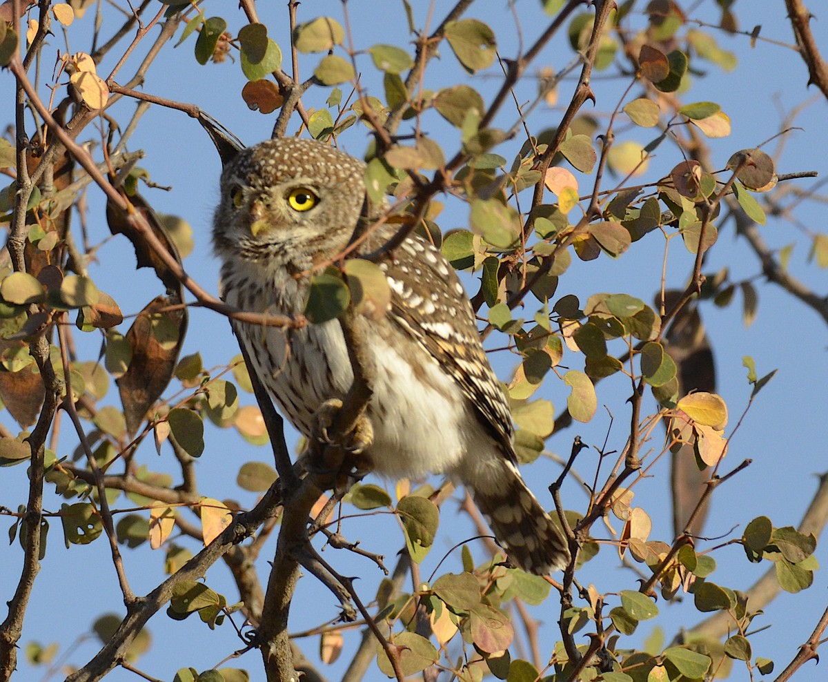 Pearl-spotted Owlet - Andrew Mack