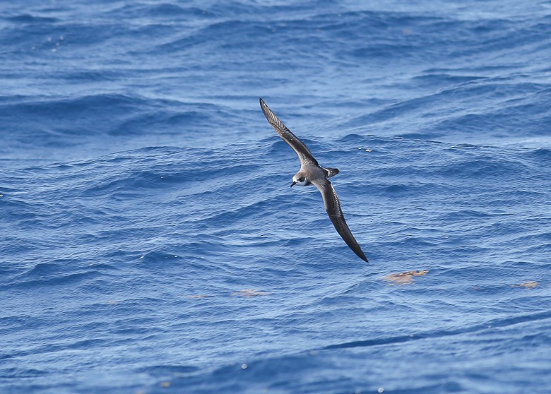 Bermudasturmvogel - ML170113851
