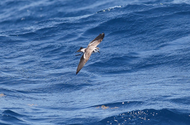 White-faced Storm-Petrel - ML170113881