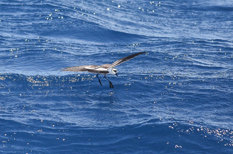 White-faced Storm-Petrel - ML170113901