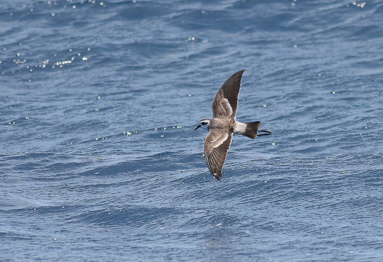White-faced Storm-Petrel - ML170113931