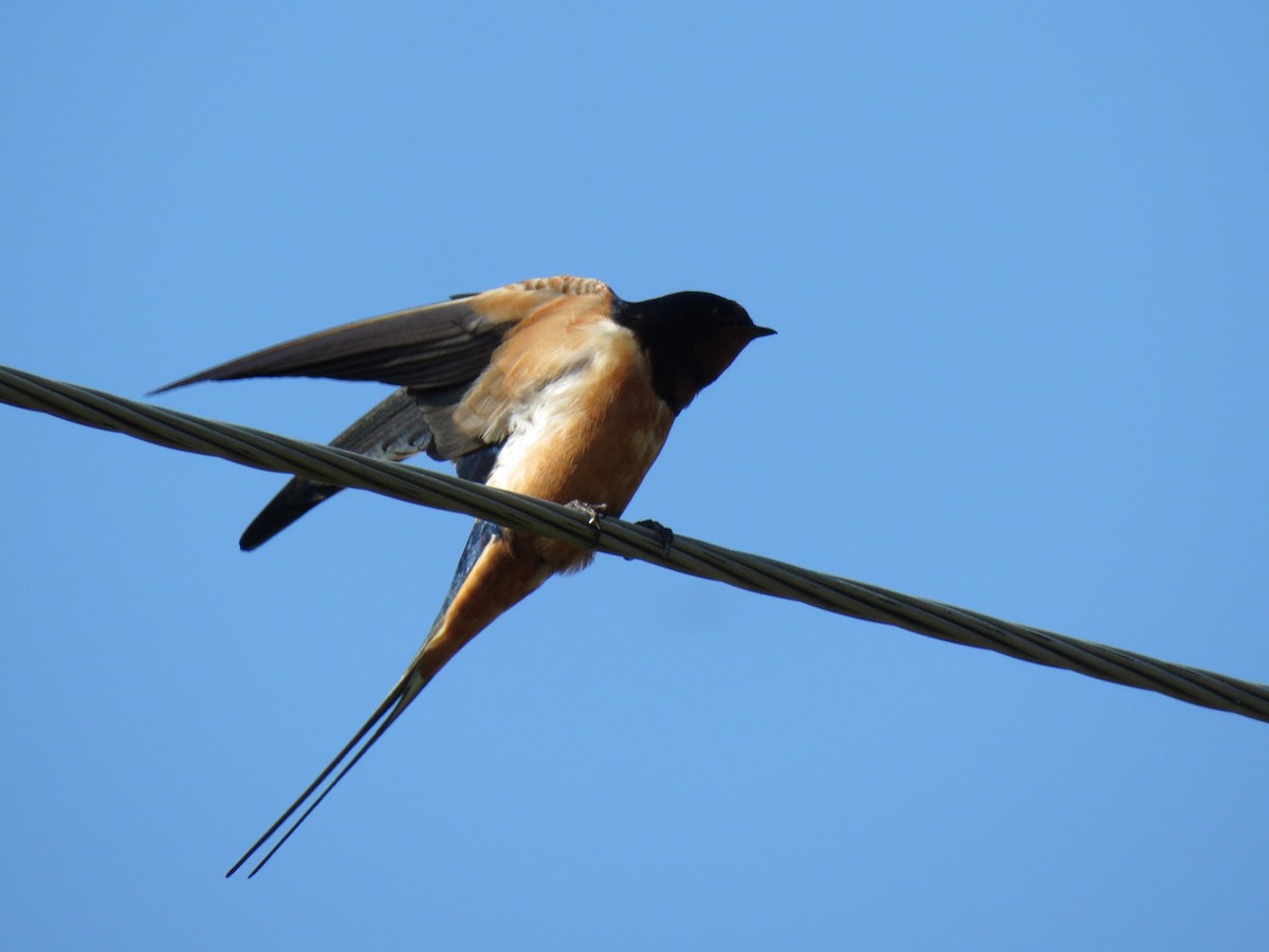 Barn Swallow - ML170114791