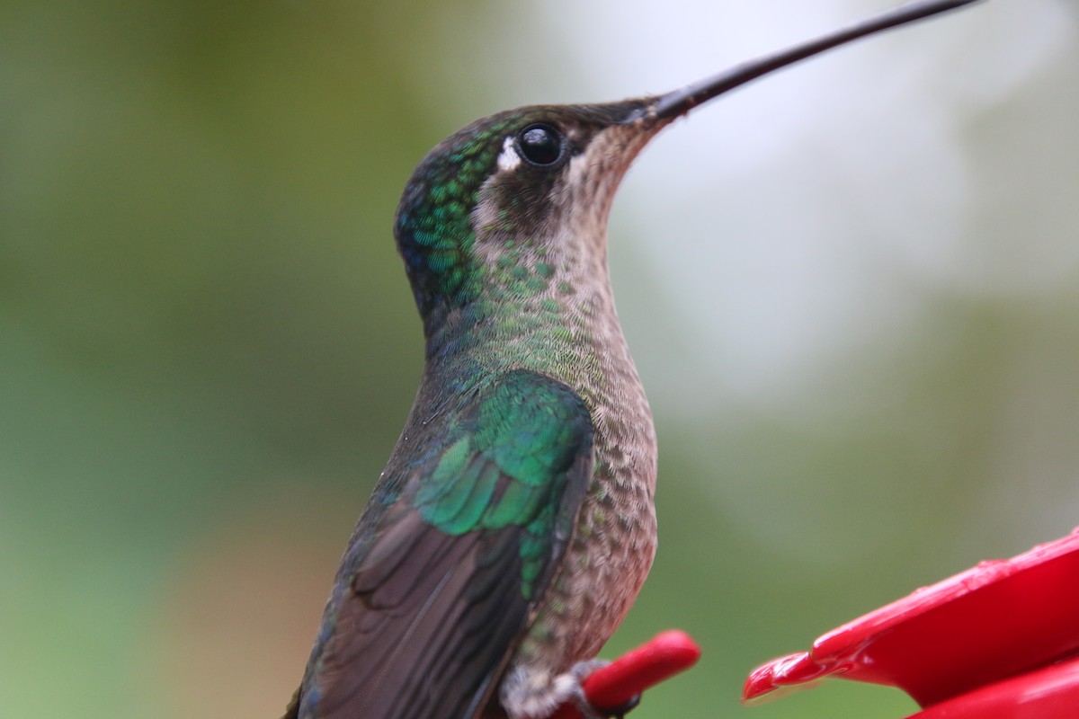 Talamanca Hummingbird - Sarah rackowski