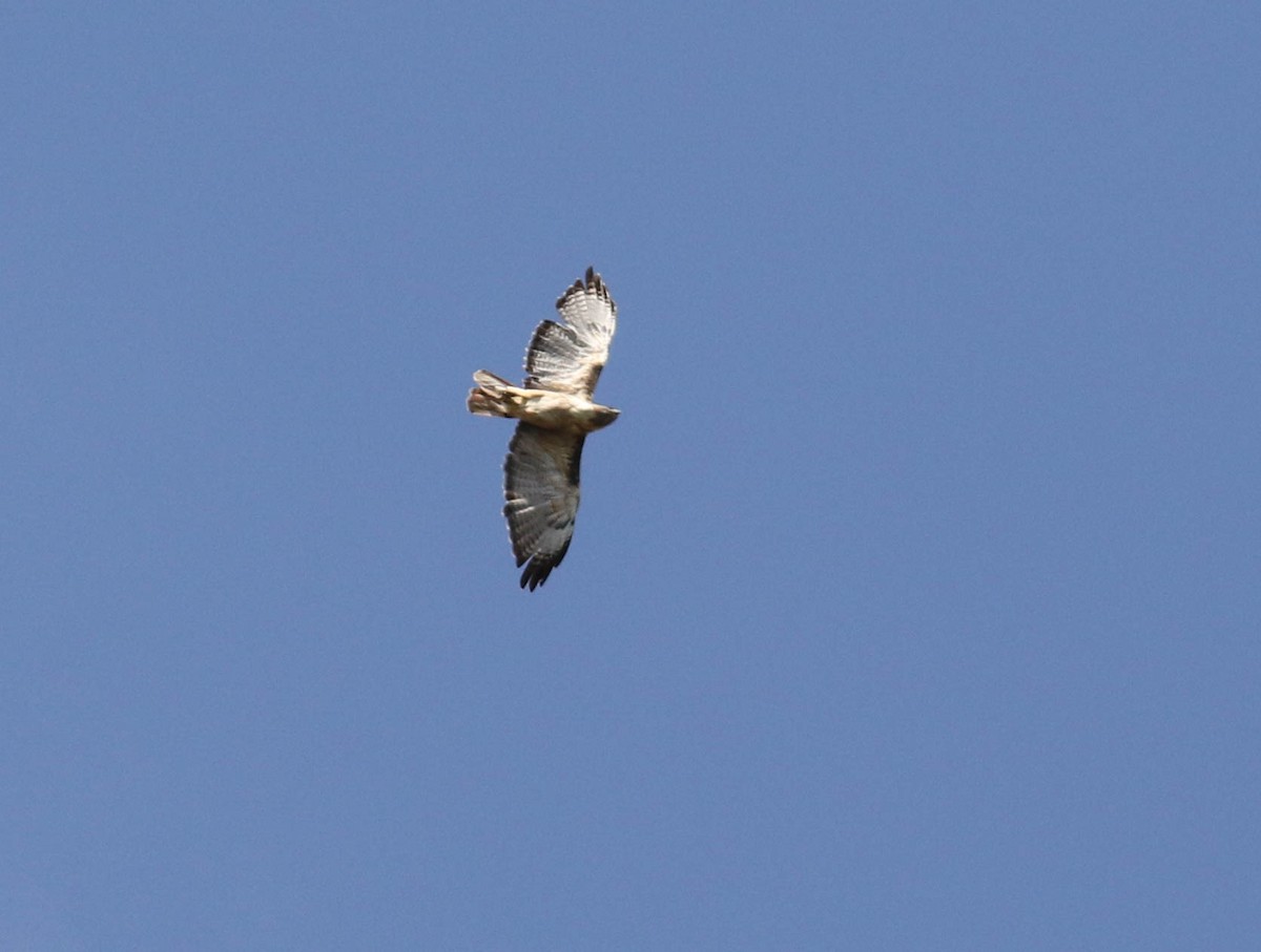 Red-tailed Hawk - ML170116421