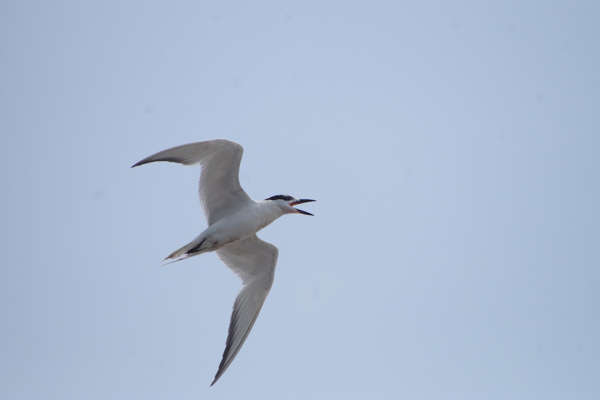 Common Tern - ML170117831