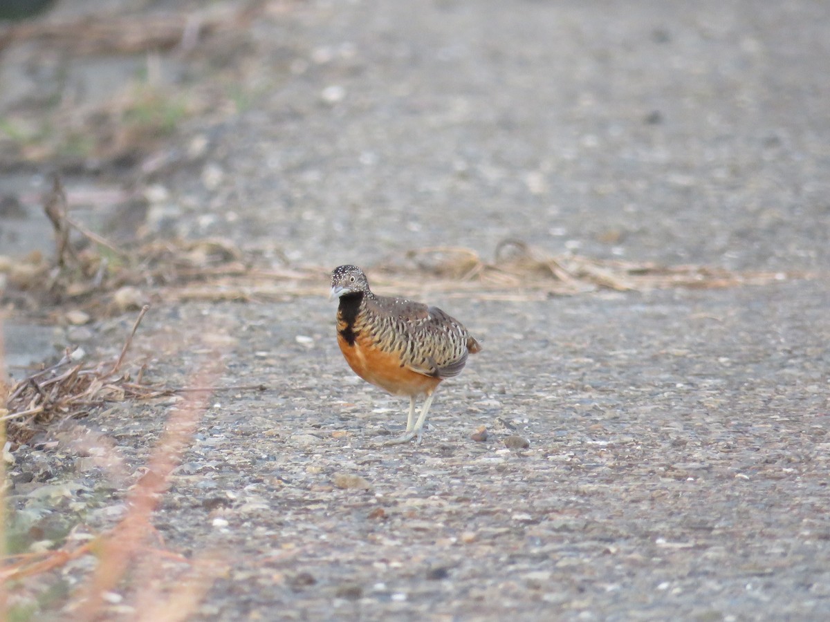 Barred Buttonquail - 俞君 周