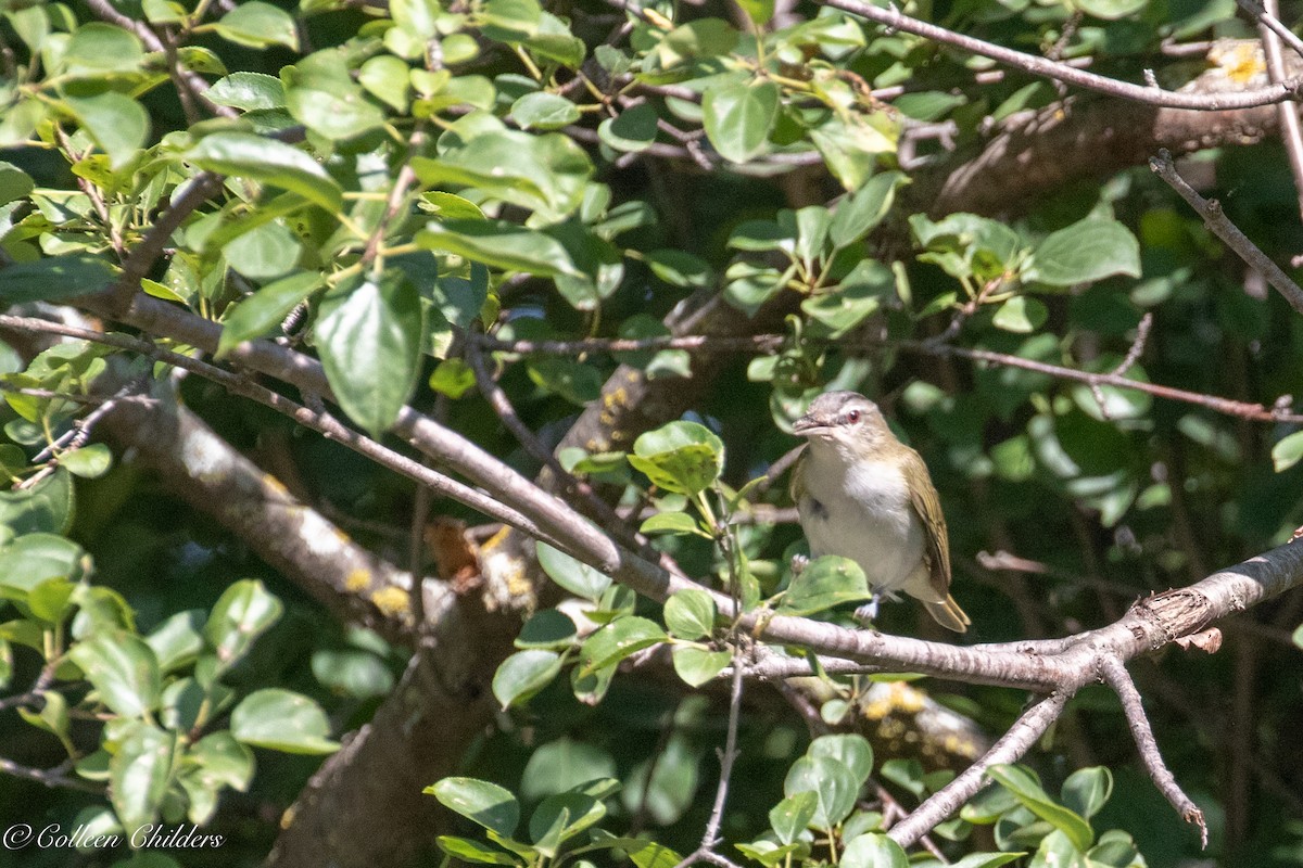 Red-eyed Vireo - Colleen Childers