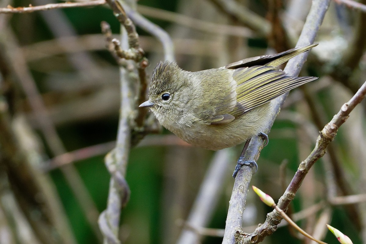 Yellow-browed Tit - ML170119681