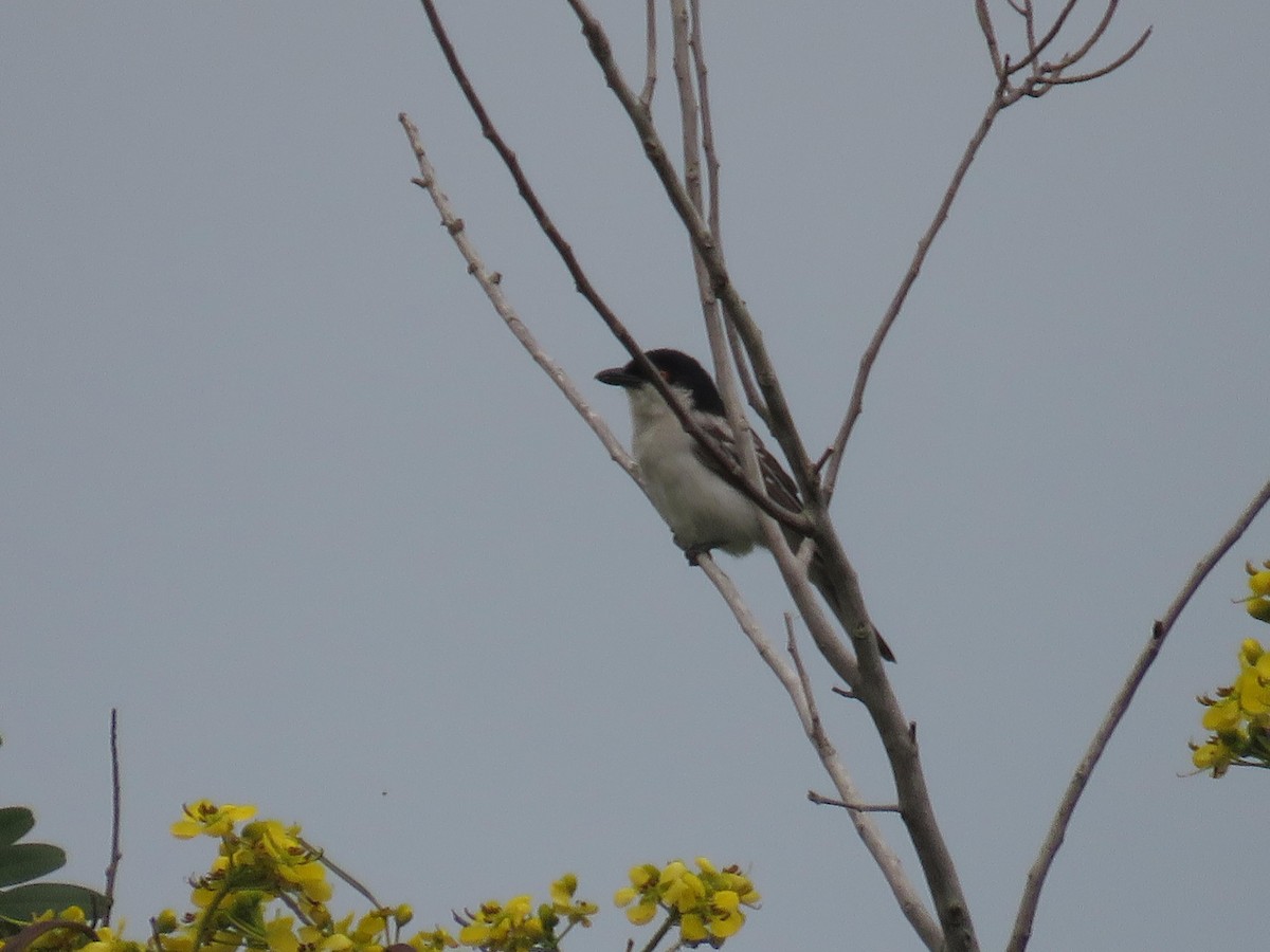 Northern Puffback - ML170122131