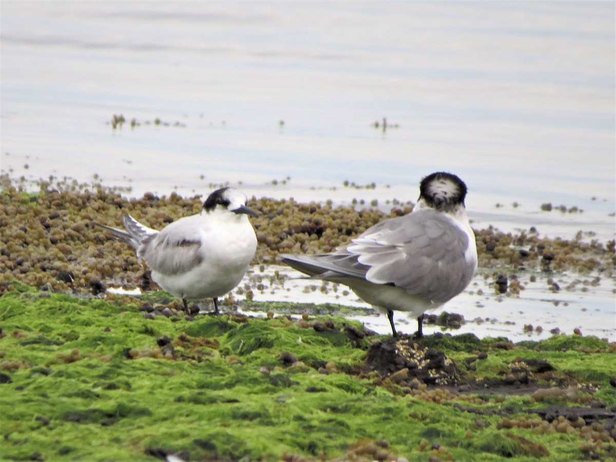 White-fronted Tern - ML170122801