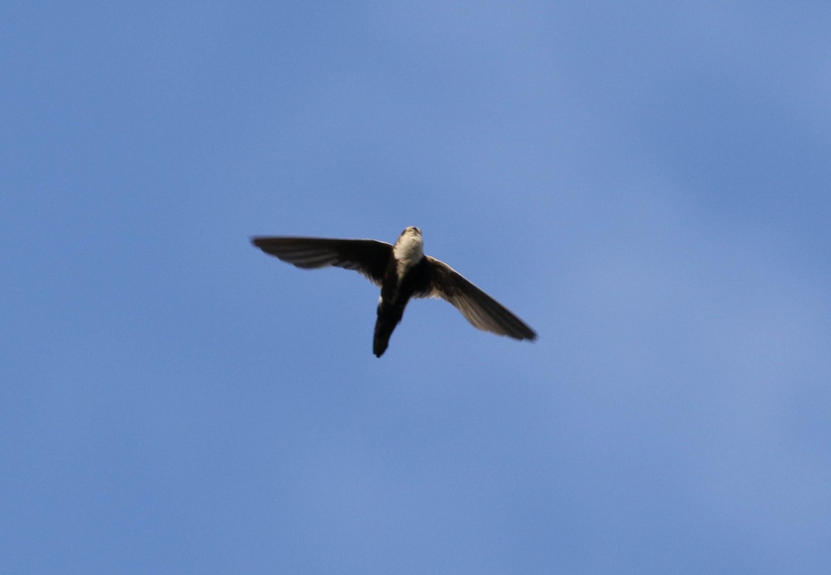 White-throated Swift - Tommy Quarles