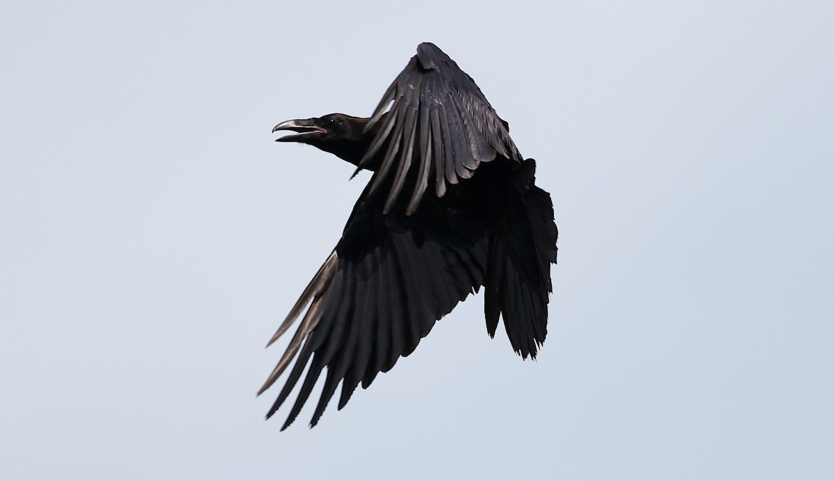 Common Raven - ML170124421
