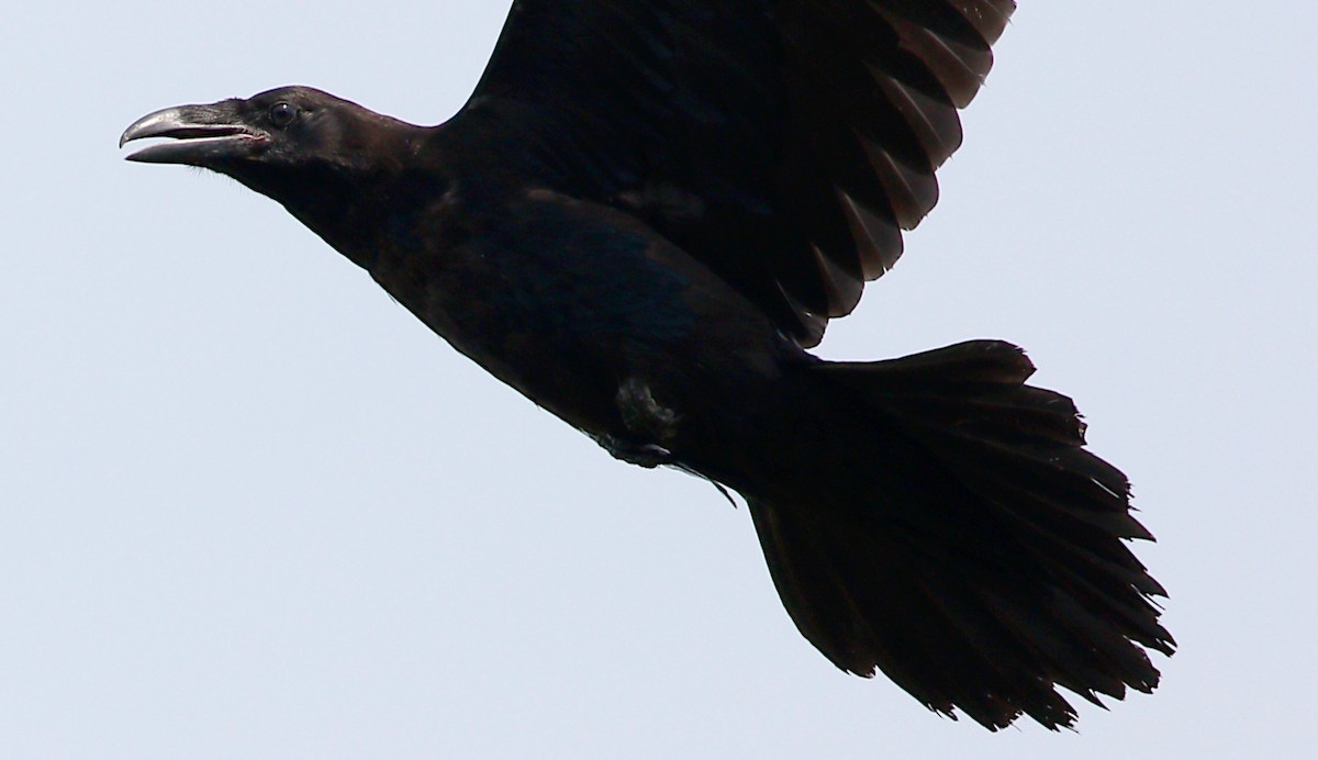 Common Raven - ML170124431