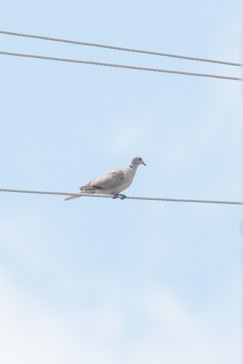 Eurasian Collared-Dove - ML170124621
