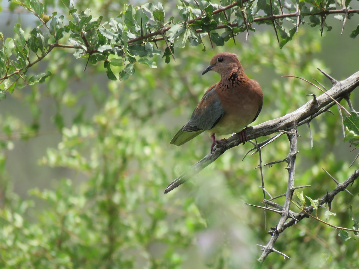 Laughing Dove - ML170126631