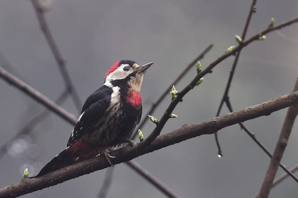 Necklaced Woodpecker - Vincent Wang