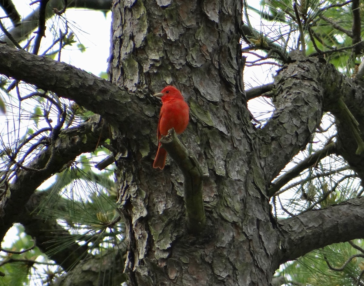 Summer Tanager - Jim Priest