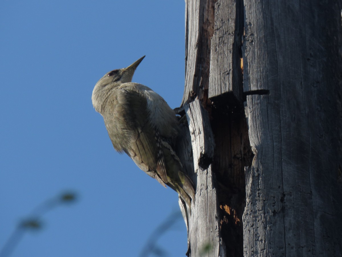 Gray-headed Woodpecker - ML170128431