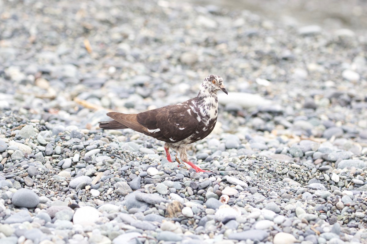 Rock Pigeon (Feral Pigeon) - ML170128821