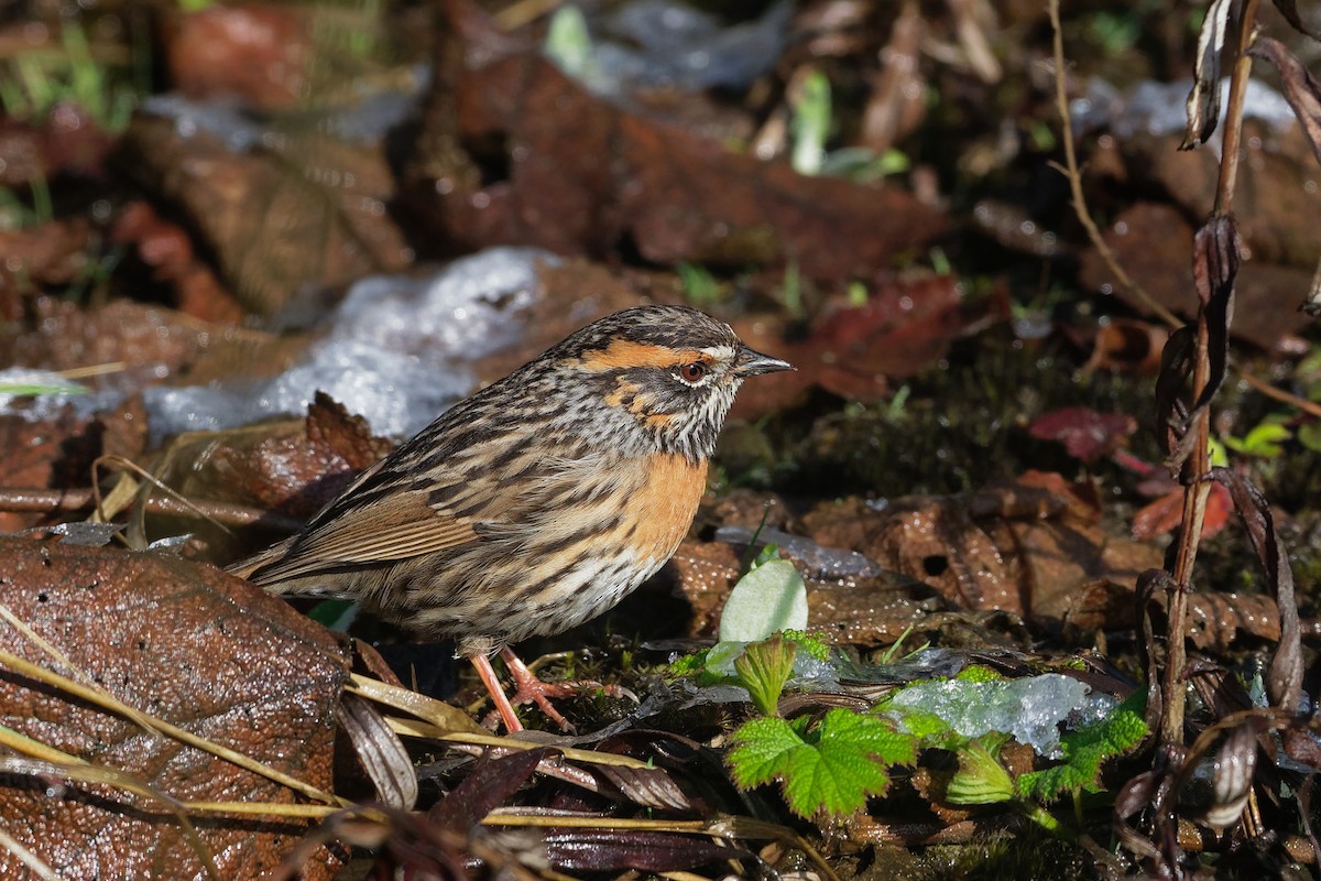 Rufous-breasted Accentor - ML170128851