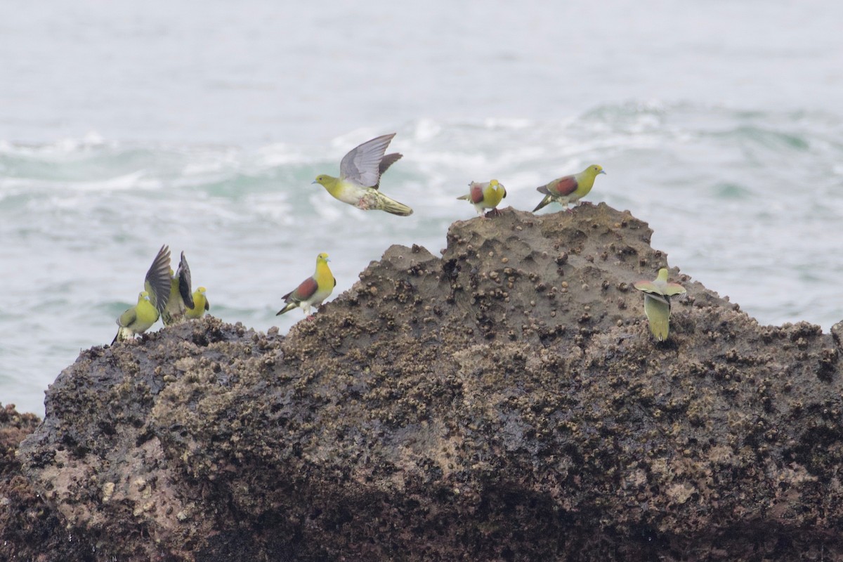 White-bellied Green-Pigeon - ML170128921