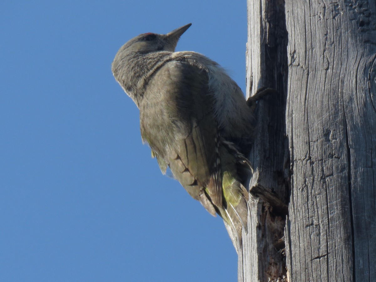 Gray-headed Woodpecker - Yury Shashenko