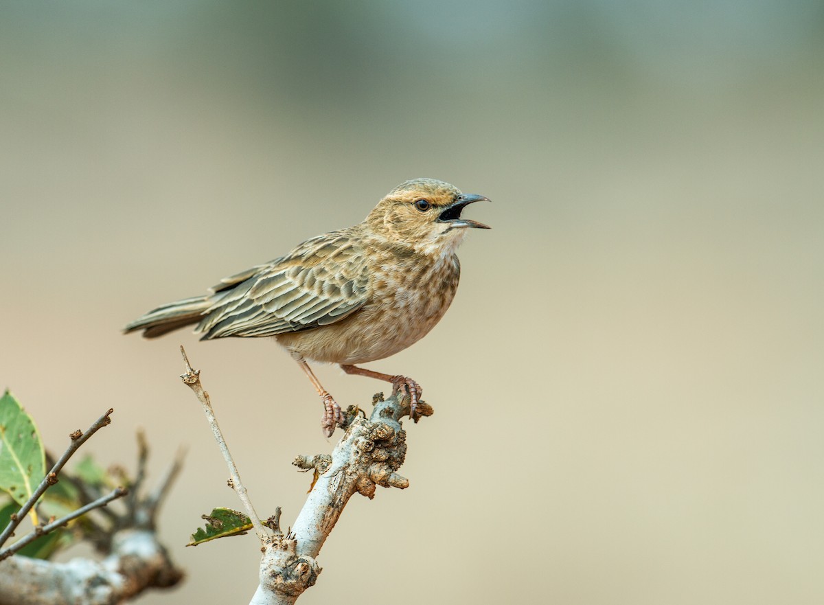 Pink-breasted Lark - ML170129461