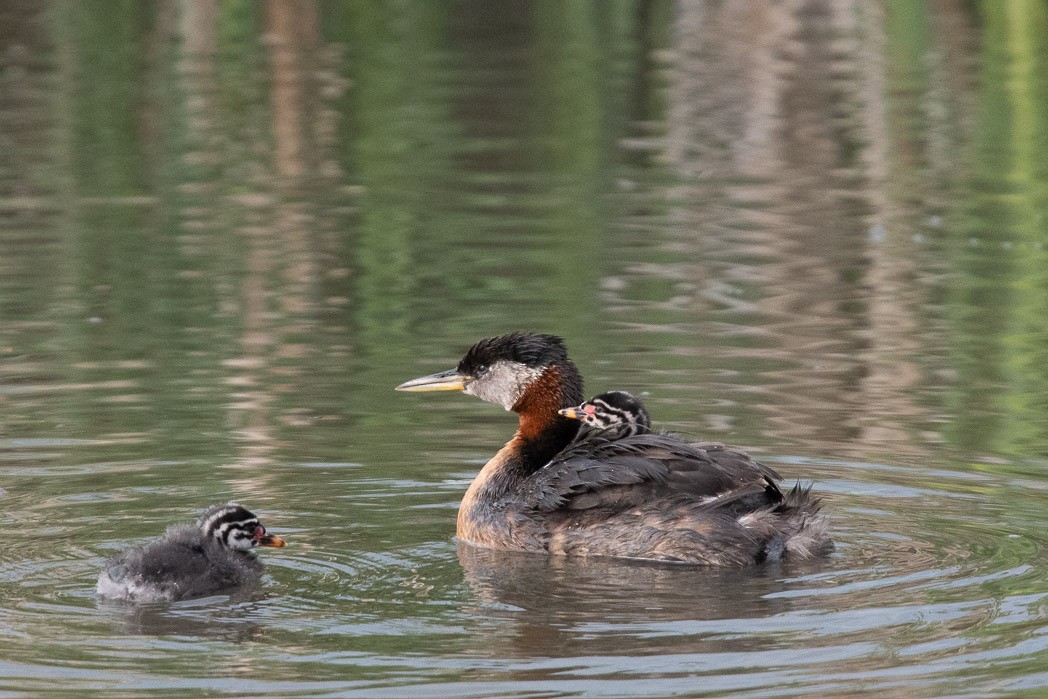 Red-necked Grebe - ML170133091