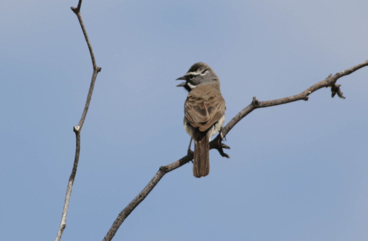Black-throated Sparrow - ML170134021