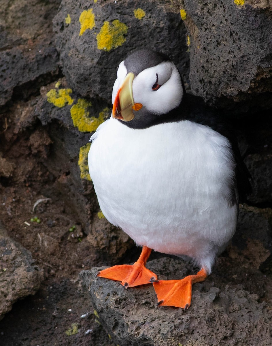 Horned Puffin - ML170135441