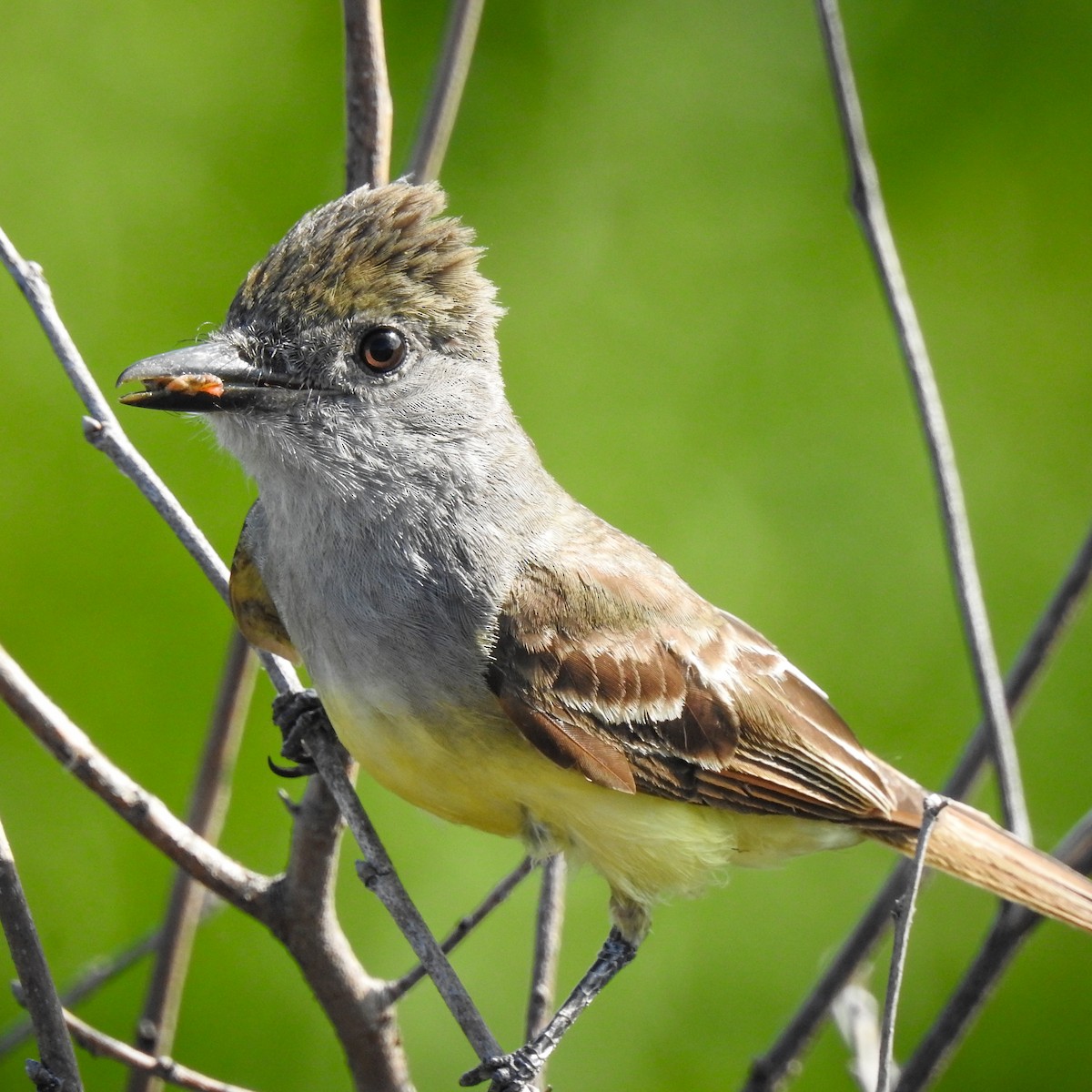 Great Crested Flycatcher - ML170140141